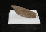Versteinertes Holz mit Quarzen